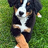 adorable, animal, bernese_mountain_dog, black, brown, crossed_paws, cute, dog, ears, eyes, fur, grass, laying, nature, outdoor, pet, puppy, snout, white, young