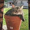 cat, tabby, flower_pot, outdoor, garden, green_grass, wooden_deck, relaxed, pet, animal, sunlight, feline, nature, house, tree, daylight, home, domestic_animal, resting, cute