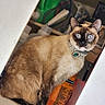 Mochi joined the competition — help win amazing prizes! black_paws, blue_eyes, brown_fur, cabinet, cat, close_up, curious, cute, domestic, feline, furniture, household_items, indoor, jewelry, necklace, pet, portrait, shelf, siamese_cat, snacks