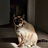 alert, animal, blue_eyes, carpet, cat, collar, cute, domestic, feline, fur, indoor, light_spot, mammal, pearl_collar, pet, portrait, shadow, siamese_cat, sitting, whiskers