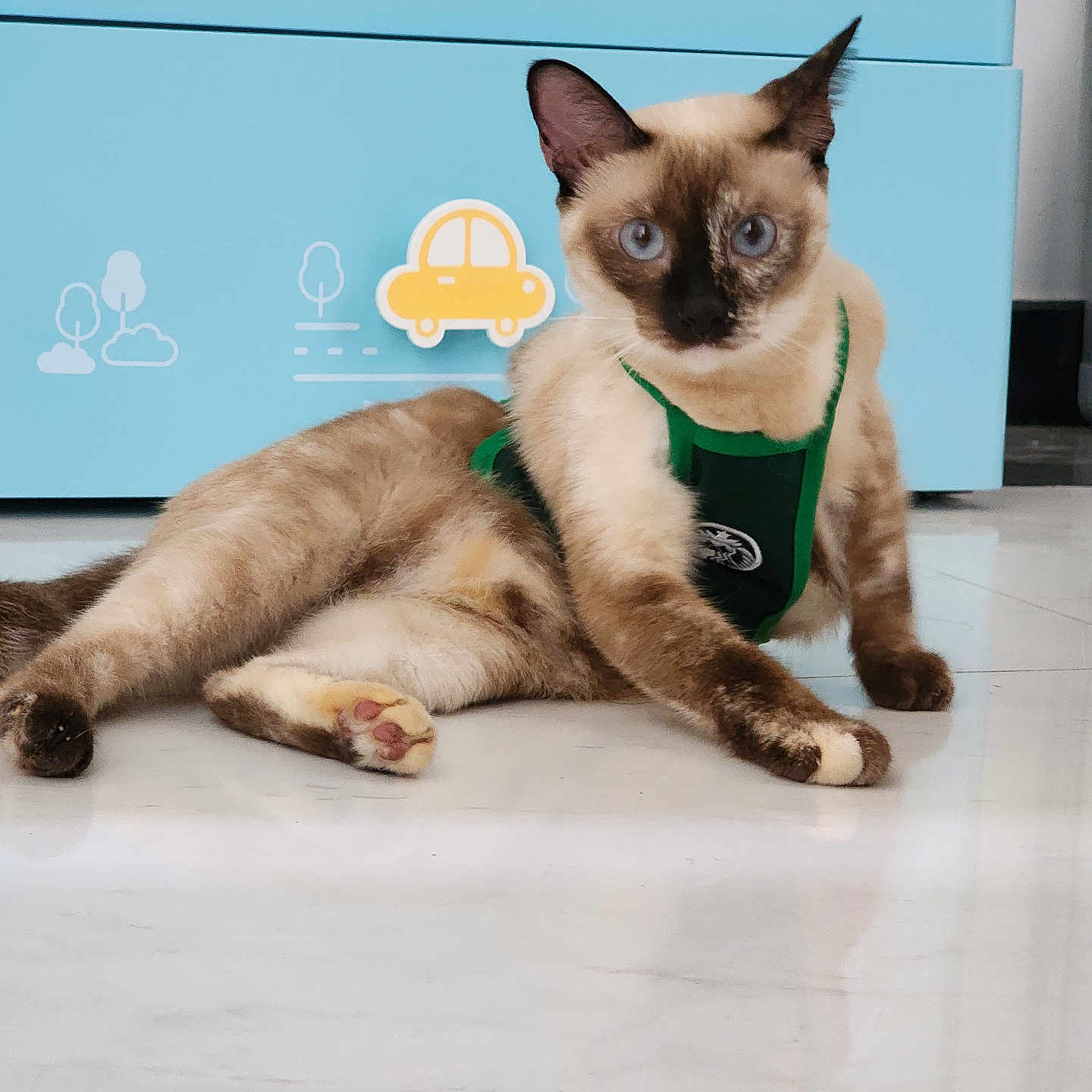 Mochi joined the competition — help win amazing prizes! animal, blue_cabinet, cartoon, cat, curious, cute, decor, domestic, ears, feline, floor, harness, indoor, pet, playful, reflection, resting, siamese_cat, whiskers, young_cat