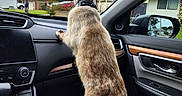 Mochi is registered to the contest to win money with this photo: animal, car_interior, cat, collar, curious, dashboard, daytime, feline, house, leather_seat, looking_out, pet, road, seat, side_mirror, sky, suburban, tissue_box, tree, window