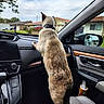 animal, car_interior, cat, collar, curious, dashboard, daytime, feline, house, leather_seat, looking_out, pet, road, seat, side_mirror, sky, suburban, tissue_box, tree, window