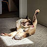 Mochi is registered to the contest to win money with this photo: animal, carpet, cat, collar, cute, domestic, ears, feline, floor, indoor, licking, necklace, paw, pet, relaxed, siamese_cat, stretching, sunlight, tail, whiskers