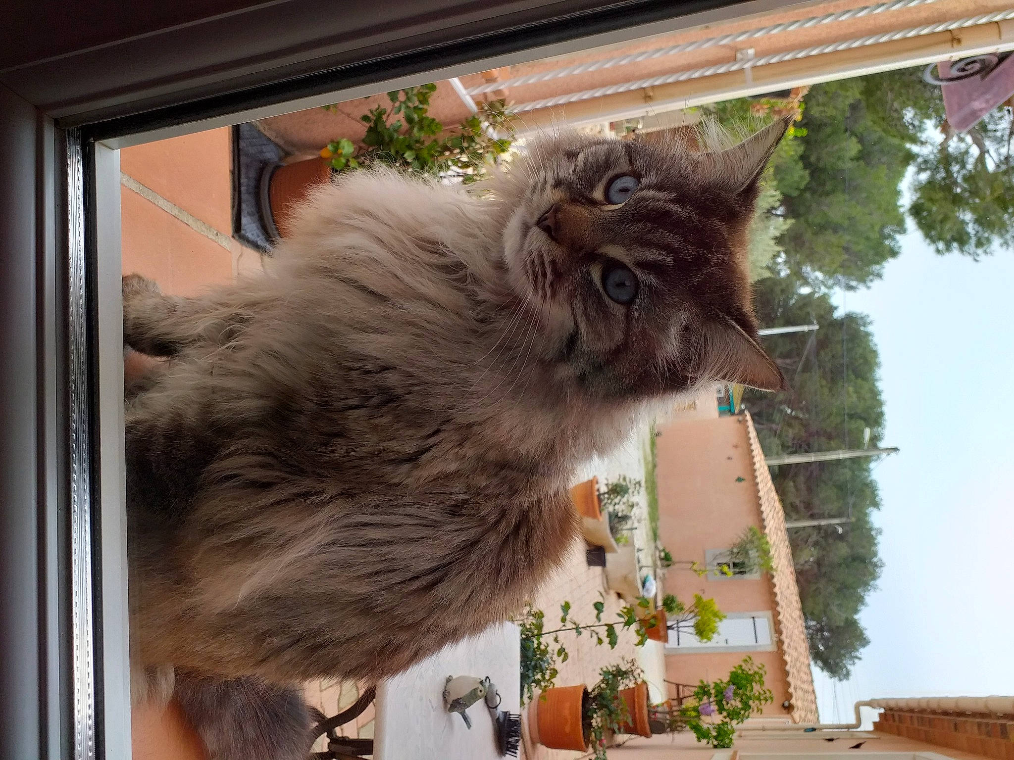 Casper participe au concours pour gagner de l'argent avec cette photo : british_longhair, carnivore, cat, domestic_short_haired_cat, fawn, felidae, flowerpot, fur, house, houseplant, plant, sky, small_to_medium_sized_cats, tail, tree, whiskers, window, wood