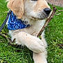 puppy, dog, golden_retriever, grass, outdoor, bandana, stick, animal, pet, cute, fur, canine, young, playful, nature, paw, leash, brick_wall, window, relaxed
