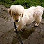 dog, puppy, golden_retriever, leash, pavement, grass, outdoor, night, animal, pet, canine, walking, young, curious, fur, four_legs, mammal, cute, domestic_animal, companion