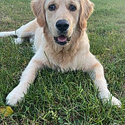 Vinny participe au concours pour gagner de l'argent avec cette photo : dog, golden_retriever, puppy, grass, outdoor, pet, animal, canine, nature, greenery, laying_down, happy, fur, ears, face, tongue, eyes, summer, daylight, park