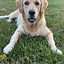 dog, golden_retriever, puppy, grass, outdoor, pet, animal, canine, nature, greenery, laying_down, happy, fur, ears, face, tongue, eyes, summer, daylight, park
