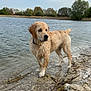 dog, golden_retriever, wet, water, lake, shore, rocks, trees, outdoor, nature, animal, canine, landscape, cloudy_sky, pond, fur, pet, standing, daytime, wildlife