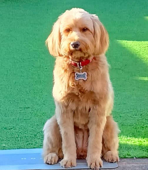 Waggy joined the competition — help win amazing prizes! canidae, carnivore, collar, companion_dog, dog, dog_breed, dog_collar, dog_supply, durango_boot, fashion_accessory, fawn, fur, grass, liver, pet_supply, snout, sporting_group, terrestrial_animal, toy_dog, working_animal