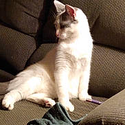 Yetti joined the competition — help win amazing prizes! cat, white_cat, gray_patches, couch, furniture, indoor, pet, relaxed, animal, side_view, seated, living_room, textured_fabric, cozy, household_item, blanket, domestic, curious, fur, paw