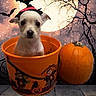 Marisol joined the competition — help win amazing prizes! animal, background, bats, black, bucket, costume, cute, decor, dog, full_moon, halloween, night, orange, pet, pumpkin, puppy, spooky, tree, witch_hat, wooden_floor