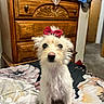 Marisol is registered to the contest to win money with this photo: animal, bed, bedspread, bow, canine, carpet, cute, dog, door, dresser, floral_pattern, fur, furniture, indoor, pet, portrait, room, sitting, small_dog, wood