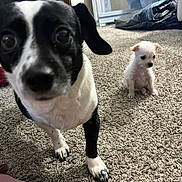 Marisol is registered to the contest to win money with this photo: animal, black_and_white, carpet, close_up, companion, curious, cute, dog, ears, eyes, floor, furniture, home, indoor, pet, puppy, sitting, small, two_dogs, white