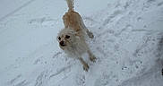 Marisol is registered to the contest to win money with this photo: animal, canine, cold, curious, daylight, dog, footprints, fur, nature, outdoor, pawprints, pet, playful, small_dog, snow, standing, tail, wet, white, winter