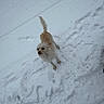 animal, canine, cold, curious, daylight, dog, footprints, fur, nature, outdoor, pawprints, pet, playful, small_dog, snow, standing, tail, wet, white, winter