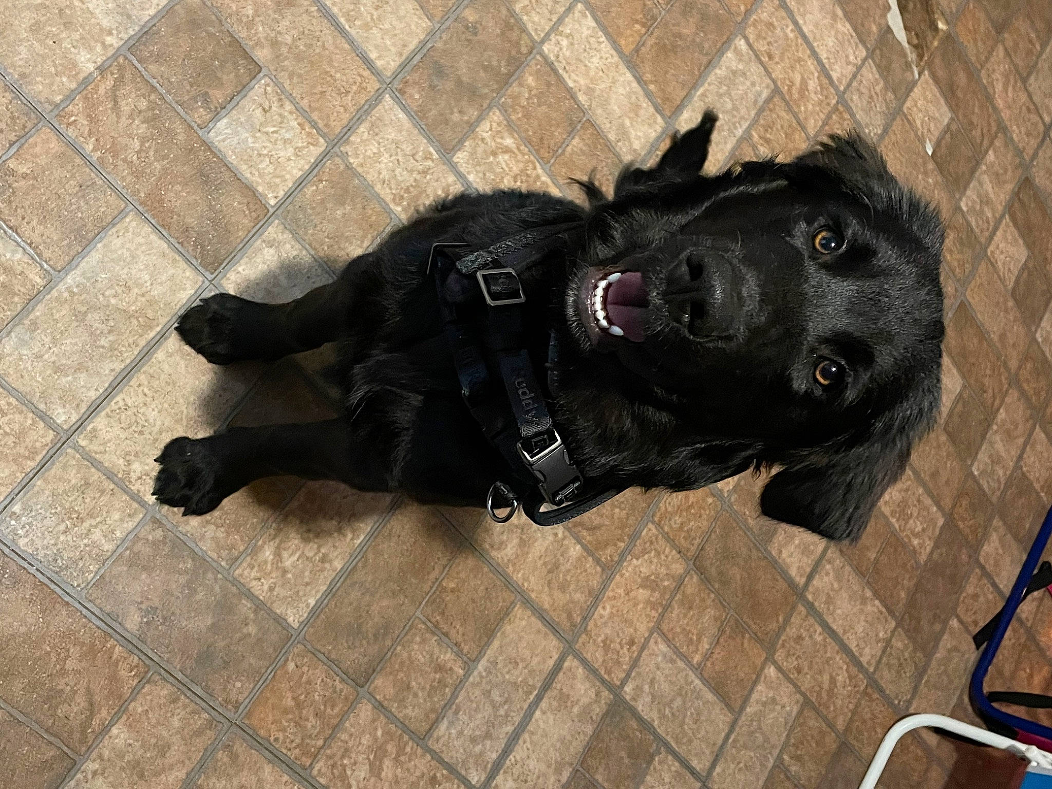 Patch joined the competition — help win amazing prizes! borador, canidae, carnivore, chair, companion_dog, dog, dog_breed, dog_supply, flooring, fur, guard_dog, leash, non_sporting_group, personal_protective_equipment, puppy, snout, sporting_group, tail, terrestrial_animal, working_animal