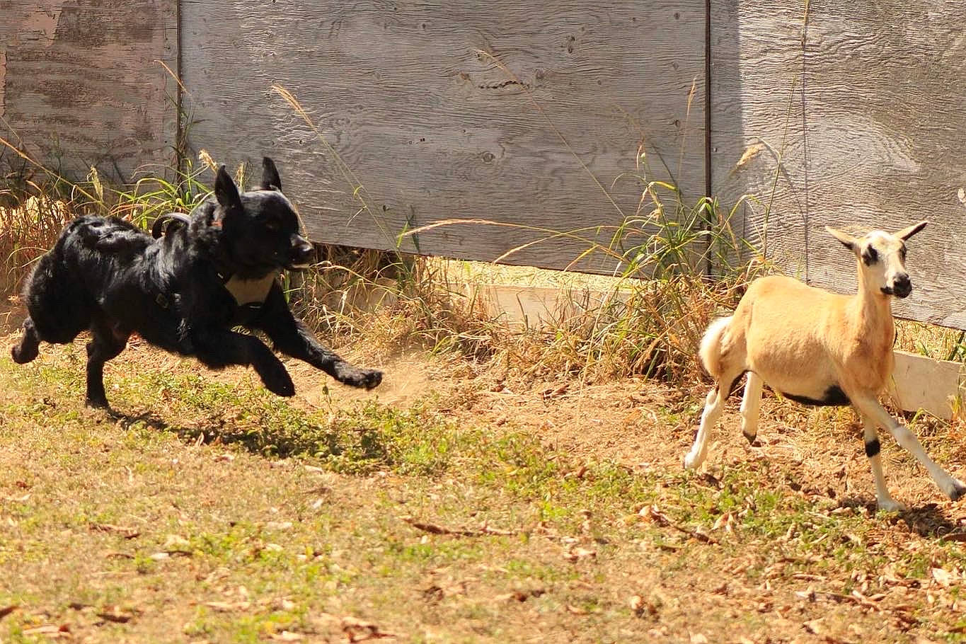 Patch joined the competition — help win amazing prizes! antelope, canidae, carnivore, dog, dog_breed, fawn, goat, goat_antelope, grass, guard_dog, livestock, mammal, pasture, plant, snout, tail, terrestrial_animal, vertebrate, wildlife, working_animal