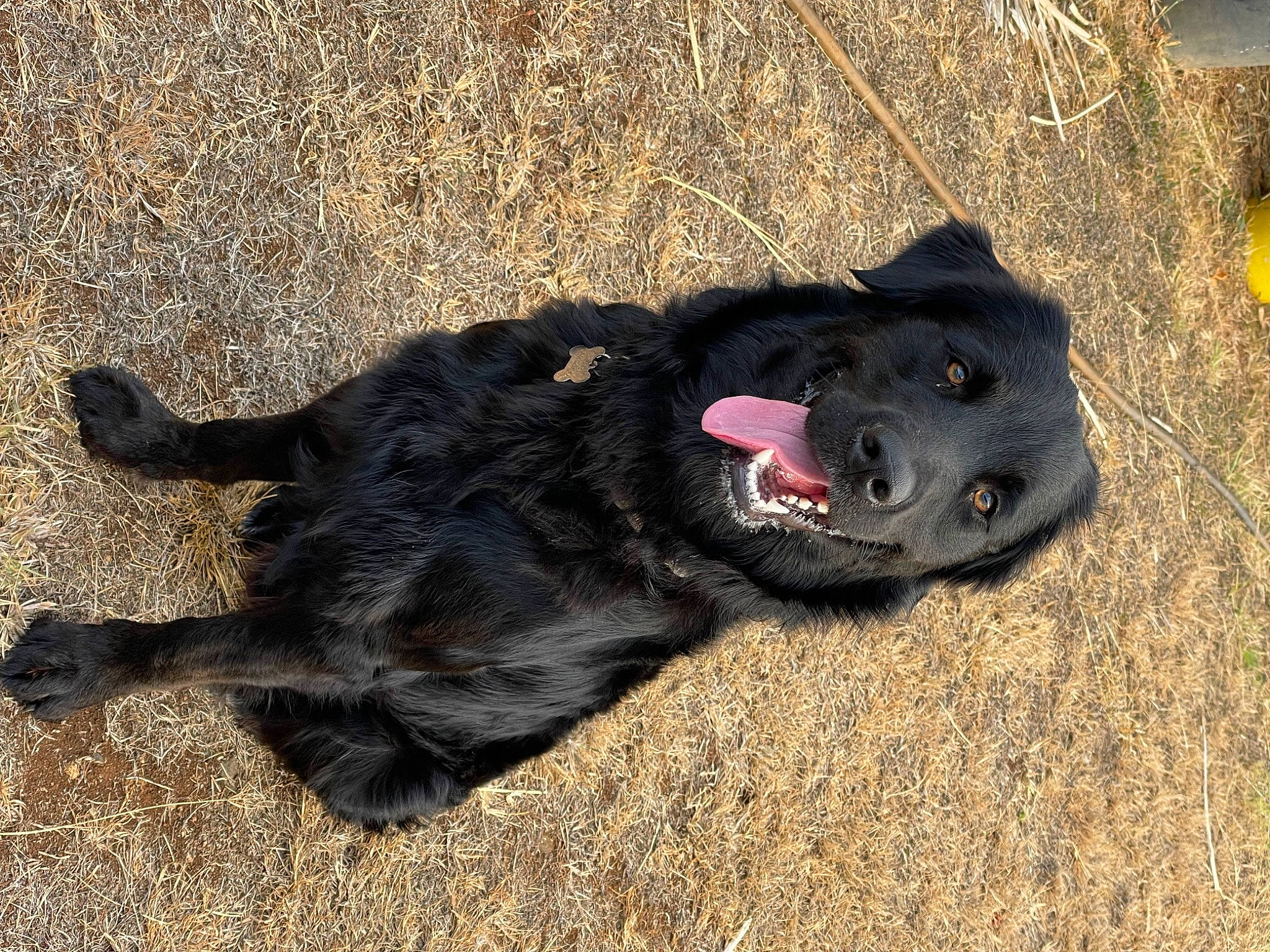 Patch joined the competition — help win amazing prizes! borador, canidae, carnivore, collar, companion_dog, dog, dog_breed, dog_collar, fur, grass, natural_material, shadow, soil, sporting_group, terrestrial_animal, working_animal, working_dog