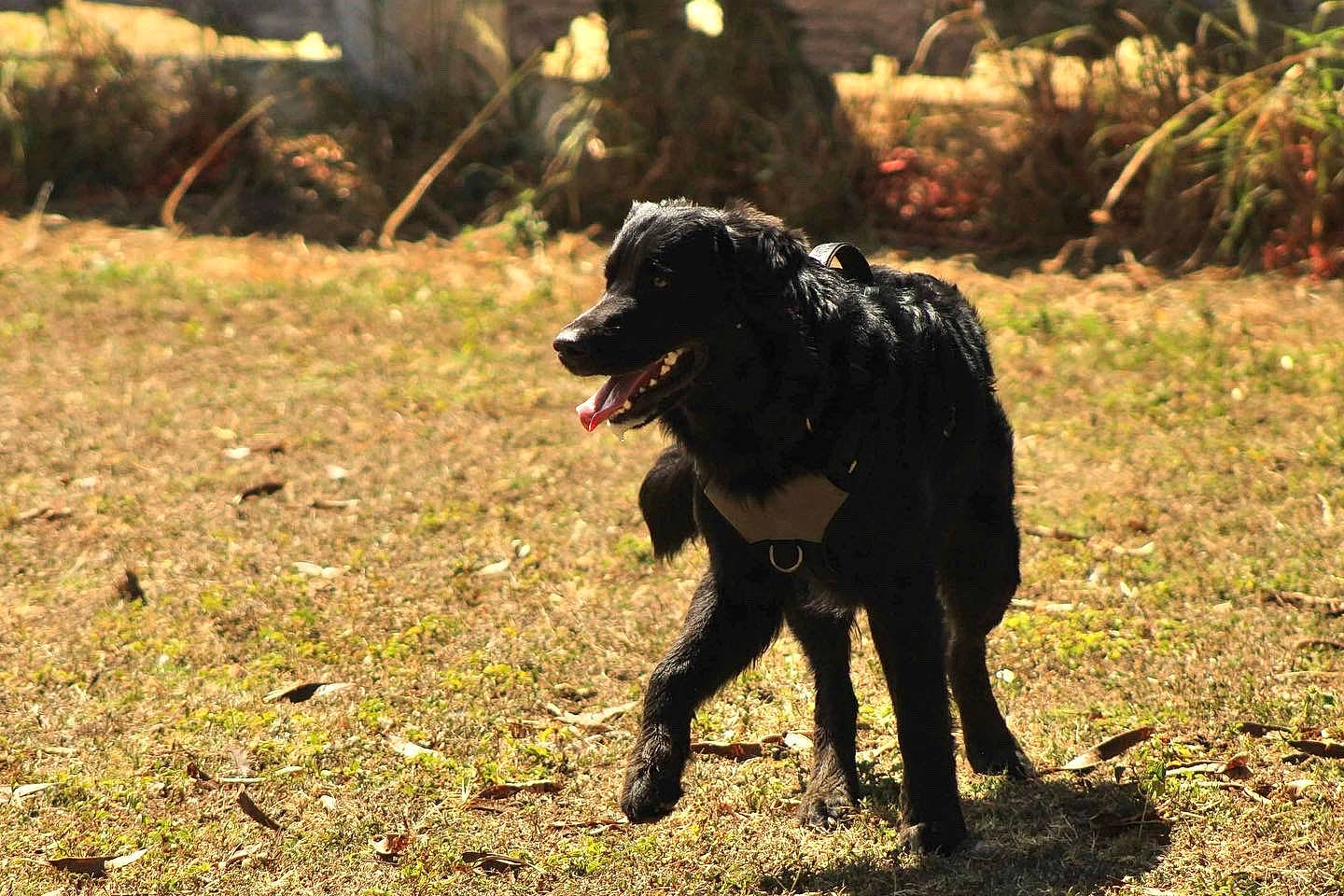 Patch joined the competition — help win amazing prizes! adventure, borador, canidae, carnivore, companion_dog, dog, dog_breed, grass, guard_dog, gun_dog, hunting_dog, plant, snout, soil, sporting_group, tail, terrestrial_animal, working_animal, working_dog