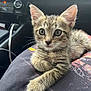 kitten, cat, tabby, pet, animal, fur, whiskers, ears, eyes, paw, lap, car_interior, seat, clothing, cable, dashboard, close_up, indoor, cute, young
