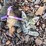 kitten, cat, pet, animal, fur, tabby, harness, leash, outdoor, bark_mulch, wood_chips, small, cute, curious, young, eyes, whiskers, nature, playful, closeup