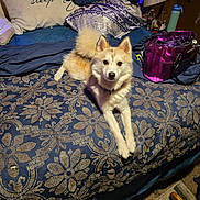 Axle joined the competition — help win amazing prizes! dog, bed, pillow, blanket, indoor, furniture, pet, canine, fur, collar, patterned, purple_bag, comfort, resting, carpet, lamp, water_bottle, room, cozy, relaxed