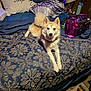 dog, bed, pillow, blanket, indoor, furniture, pet, canine, fur, collar, patterned, purple_bag, comfort, resting, carpet, lamp, water_bottle, room, cozy, relaxed