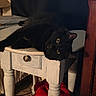 Shadow joined the competition — help win amazing prizes! black_cat, cat, feline, pet, animal, yellow_eyes, wooden_stool, furniture, indoor, cozy, relaxed, lounging, dark_fur, close_up, curious, resting, home, carpet, red_blanket