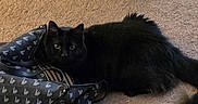 Shadow joined the competition — help win amazing prizes! animal, bag, black_cat, carpet, cat, cozy, curious, cute, domestic, ears, eyes, floor, fur, household, indoor, mammal, pet, resting, tail, whiskers
