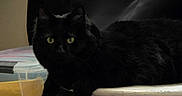 Shadow is registered to the contest to win money with this photo: black_cat, cat, yellow_eyes, table, furniture, indoor, pet, animal, domestic_cat, fur, whiskers, resting, looking, curious, dim_light, shadow, storage_box, curtain, cozy, closeup