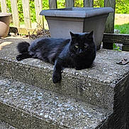 Shadow is registered to the contest to win money with this photo: black_cat, cat, pet, animal, outdoor, steps, concrete, fence, greenery, plant_pot, relaxed, resting, sunlight, daytime, nature, fur, whiskers, eyes, tail, leisure