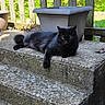 black_cat, cat, pet, animal, outdoor, steps, concrete, fence, greenery, plant_pot, relaxed, resting, sunlight, daytime, nature, fur, whiskers, eyes, tail, leisure