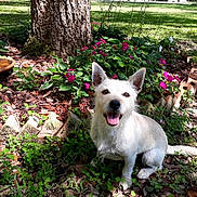 Wasabi joined the competition — help win amazing prizes! dog, white_dog, grass, flowers, tree_trunk, garden, outdoor, sunlight, greenery, plants, pink_flowers, happy_dog, tongue_out, pet, nature, bushes, leaf_litter, bark, daylight, smiling_dog