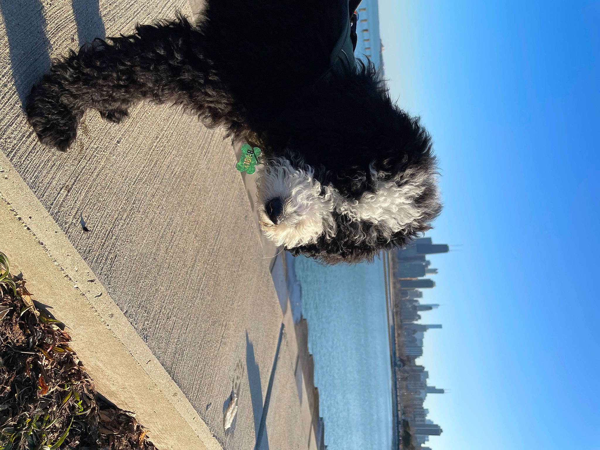 Broly is registered to the contest to win money with this photo: azure, carnivore, companion_dog, dog, dog_breed, electric_blue, freezing, fur, ocean, plant, reflection, shadow, sky, tail, tar, tints_and_shades, tree, water, wind_wave, winter