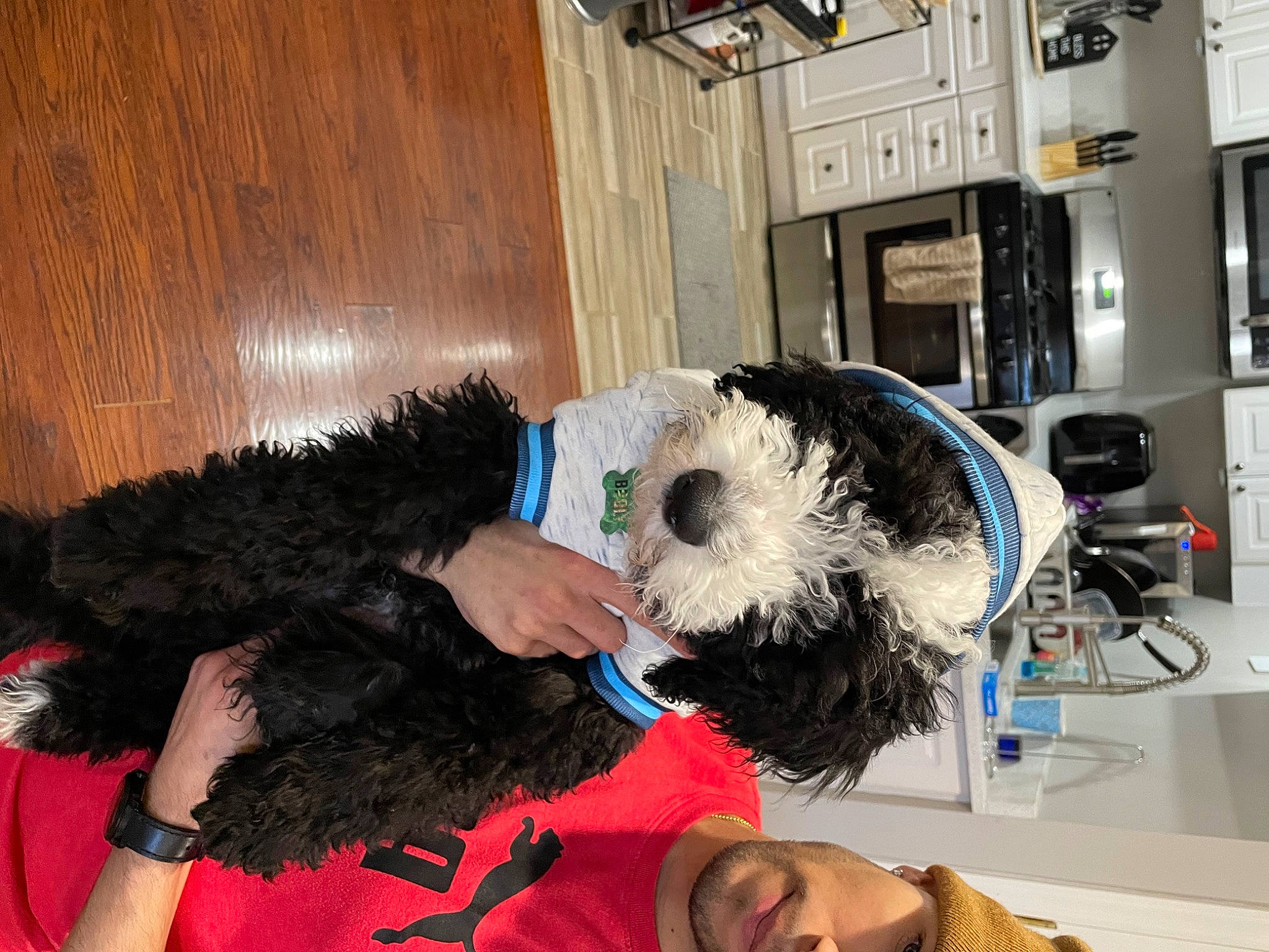 Broly joined the competition — help win amazing prizes! companion_dog, costume, event, eyewear, fun, fur, fur_clothing, gesture, natural_material, room, textile