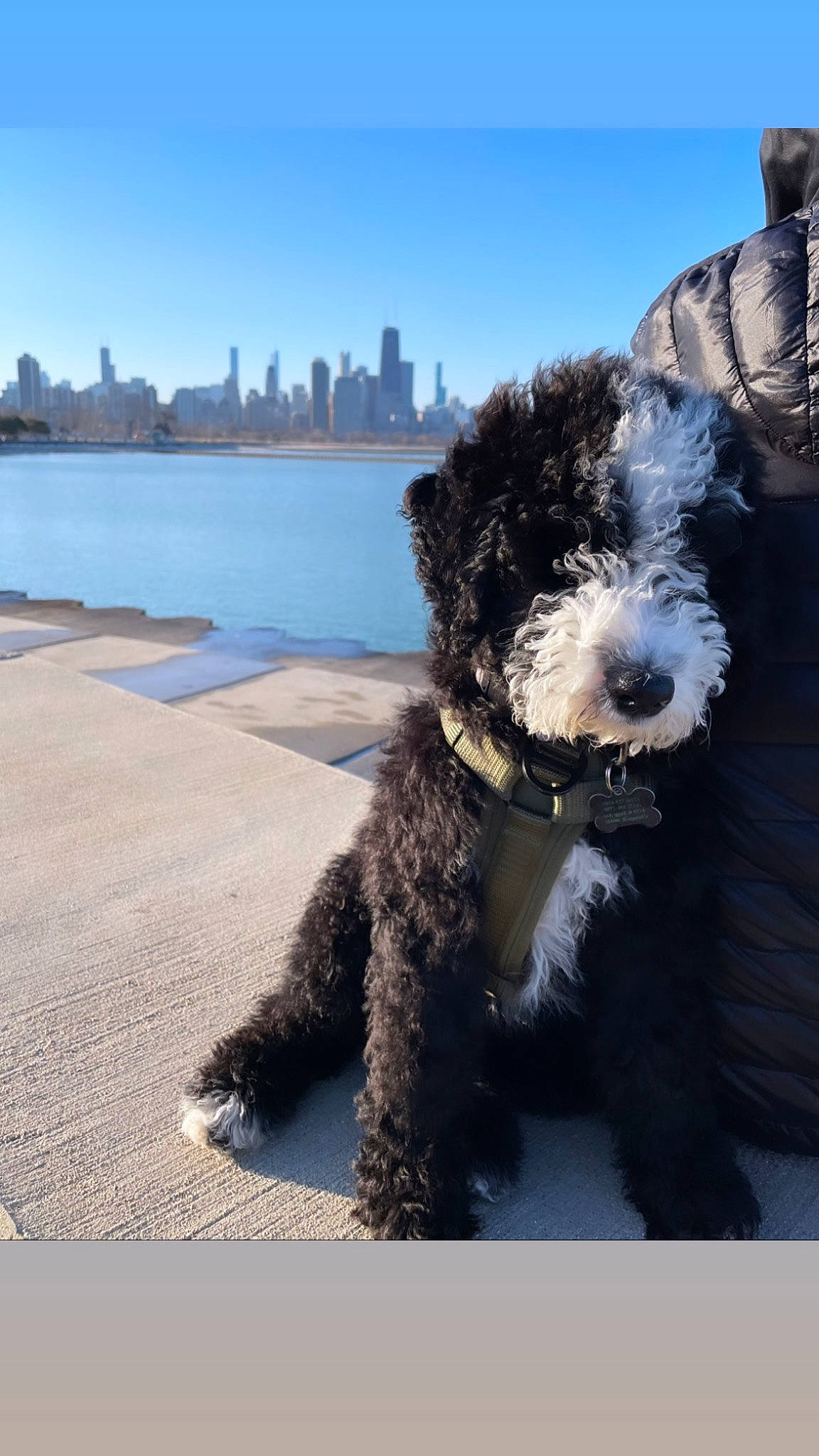 Broly joined the competition — help win amazing prizes! canidae, carnivore, city, collar, companion_dog, dog, dog_breed, dog_collar, dog_supply, fur, sky, skyscraper, snout, sporting_group, terrier, tower_block, toy_dog, water, water_dog, working_animal