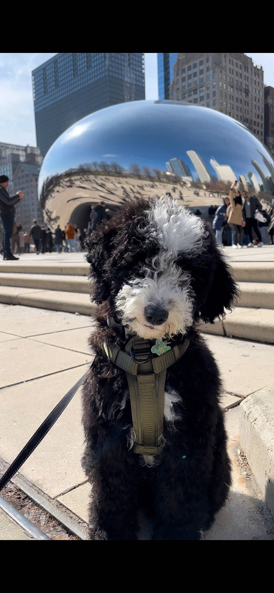 Broly joined the competition — help win amazing prizes! building, carnivore, city, collar, companion_dog, dog, dog_breed, dog_collar, dog_supply, fur, leash, pet_supply, sky, small_terrier, snout, sporting_group, street, terrier, toy_dog, working_animal