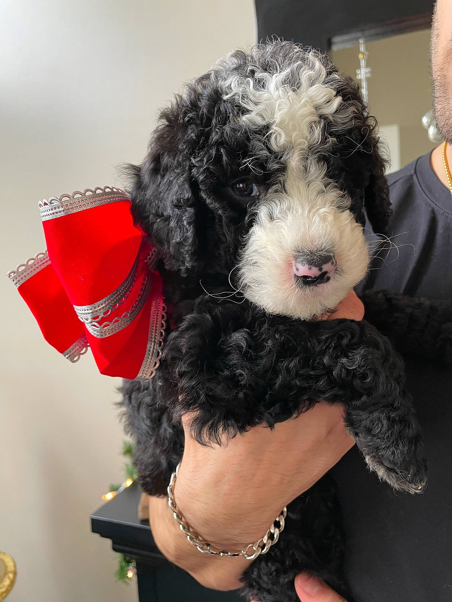 Broly joined the competition — help win amazing prizes! carnivore, companion_dog, costume_hat, dog, dog_breed, dog_clothes, dog_collar, dog_supply, event, fashion_accessory, fur, jewellery, plush, snout, stuffed_toy, terrier, toy, toy_dog, water_dog, working_animal