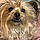 Mazie