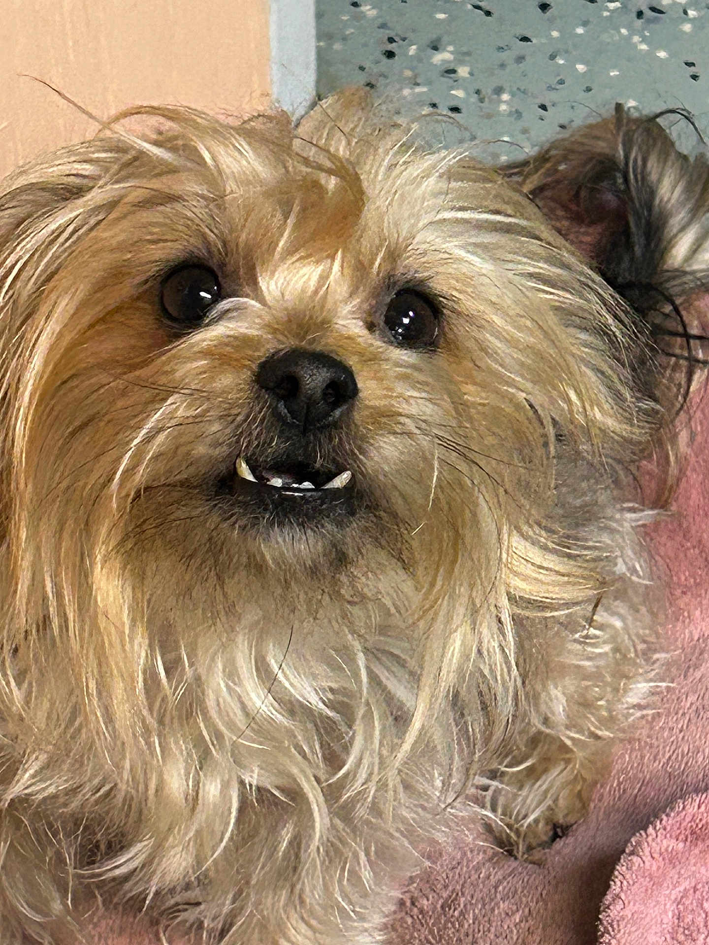 Mazie joined the competition — help win amazing prizes! dog, pet, close_up, fur, cute, small_dog, indoor, blanket, cozy, face, eyes, nose, teeth, whiskers, animal, mammal, companion, friendly, furry, portrait