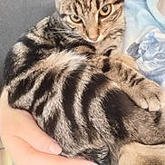 Lilith is registered to the contest to win money with this photo: tabby_cat, cat, pet, animal, feline, striped_fur, close_up, holding, human_hand, cuddle, indoor, comfort, resting, person, shirt, clothing, pattern, domestic_animal, cute, fur