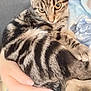 tabby_cat, cat, pet, animal, feline, striped_fur, close_up, holding, human_hand, cuddle, indoor, comfort, resting, person, shirt, clothing, pattern, domestic_animal, cute, fur