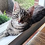 cat, kitten, tabby, windowsill, window_screen, indoor, curious, pet, animal, feline, whiskers, ears, nose, fur, resting, closeup, natural_light, wooden_table, background, greenery