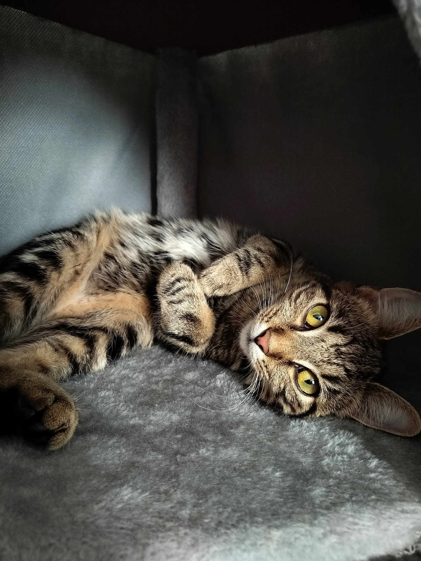 Lilith joined the competition — help win amazing prizes! cat, tabby, pet, feline, yellow_eyes, whiskers, fur, paws, indoor, soft_texture, carpet, corner, relaxed, laying_down, curious, close_up, animal, cute, cozy, resting