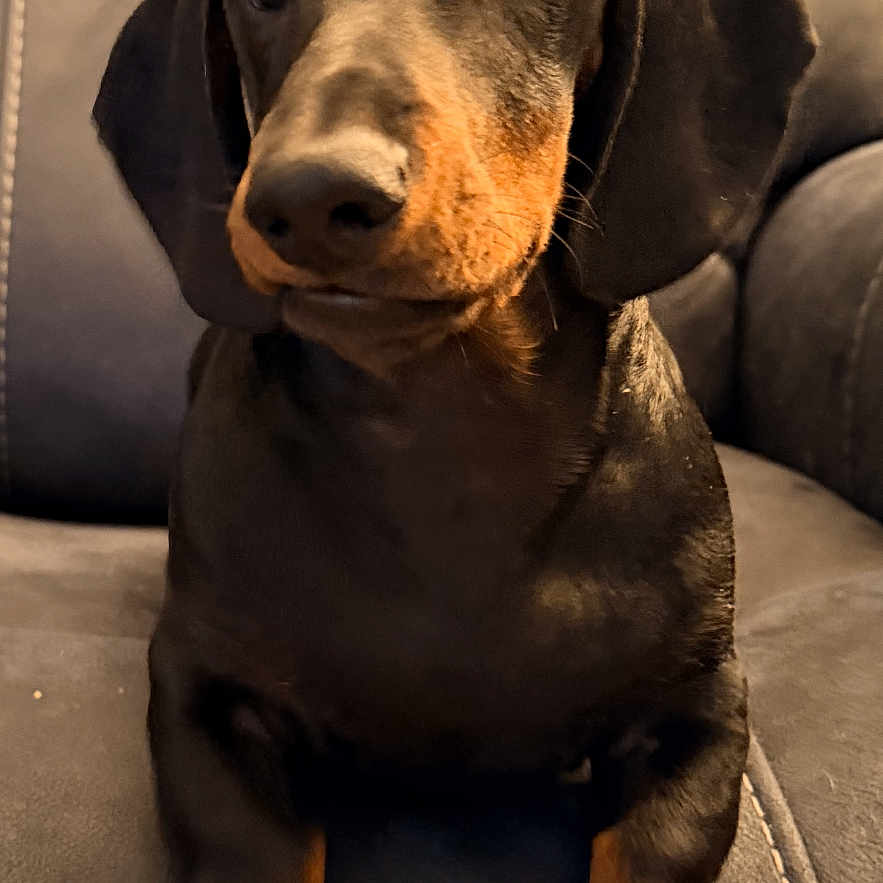Niner joined the competition — help win amazing prizes! animal, black_and_tan, canine, companion, cute, dachshund, dog, domestic_animal, ears, fur, indoors, leather_chair, looking_away, paws, pet, portrait, puppy, sitting, snout, young