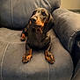 animal, black, chair, companion, cozy, cute, dachshund, dog, domestic, ears, floor, furniture, indoor, looking_up, pet, puppy, seated, soft_lighting, tan, young