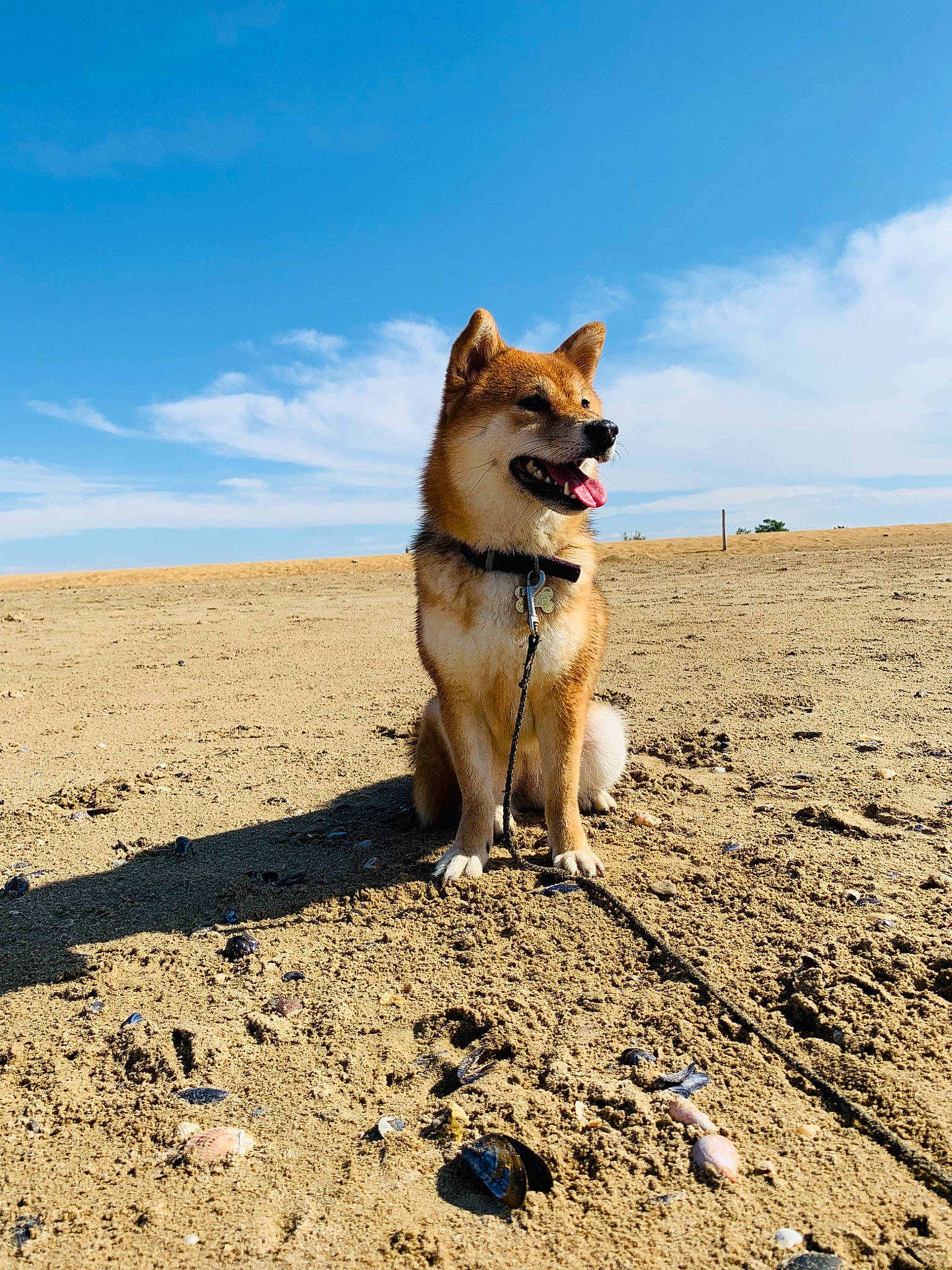 Hanami participe au concours pour gagner de l'argent avec cette photo : canidae, canis, carnivore, cloud, companion_dog, dog, dog_breed, dog_hiking, dog_supply, fawn, herding_dog, horizon, landscape, sky, soil, spitz, sporting_group, tail, wildlife, working_dog