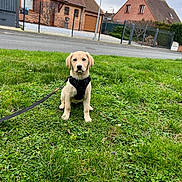 Luna participe au concours pour gagner de l'argent avec cette photo : dog, puppy, labrador, grass, leash, harness, flower, petal, suburban, house, sidewalk, street, fence, outdoor, greenery, cute, animal, pet, canine, young